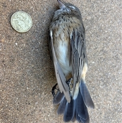 Pachycephala rufiventris (Rufous Whistler) at Yass, NSW - 13 Mar 2025 by SustainableSeg