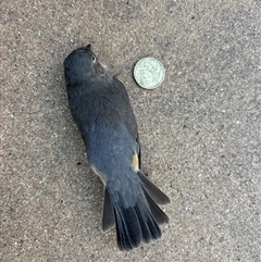 Pachycephala rufiventris at Yass, NSW - 13 Mar 2025 11:38 AM