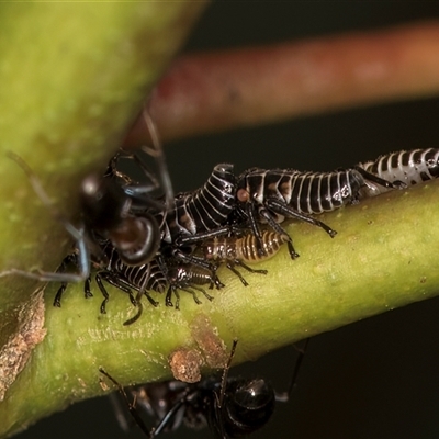 Eurymeloides sp. (genus) (Eucalyptus leafhopper) at Belconnen, ACT - 12 Mar 2025 by kasiaaus