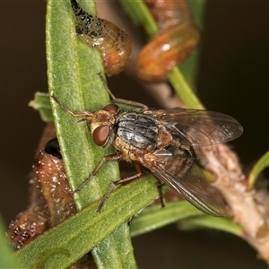 Froggattimyia (genus) at Belconnen, ACT - 12 Mar 2025 11:11 AM
