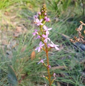 Stylidium (genus) at Penrose, NSW - suppressed