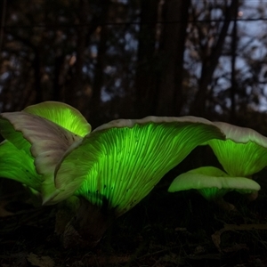 Omphalotus nidiformis at Penrose, NSW - suppressed
