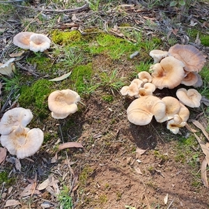 Omphalotus nidiformis at Penrose, NSW - suppressed