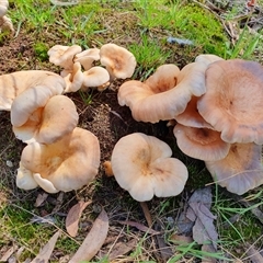 Omphalotus nidiformis at Penrose, NSW - suppressed