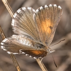 Lucia limbaria at Belconnen, ACT - 12 Mar 2025 11:34 AM