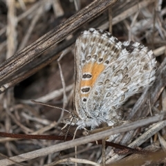 Lucia limbaria at Belconnen, ACT - 12 Mar 2025 11:34 AM