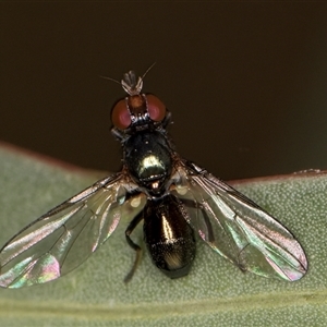 Sepsidae (family) at Belconnen, ACT - 12 Mar 2025 11:20 AM