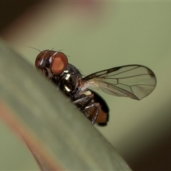 Sepsidae (family) at Belconnen, ACT - 12 Mar 2025 11:20 AM