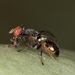 Sepsidae (family) at Belconnen, ACT - 12 Mar 2025 11:20 AM