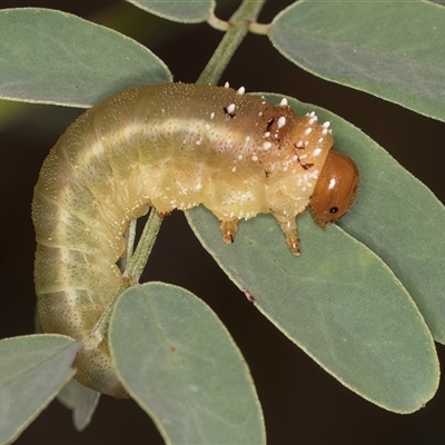 Lophyrotoma sp. (genus) (Sawfly) at Belconnen, ACT - 12 Mar 2025 by kasiaaus