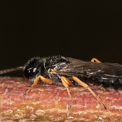 Unidentified Flower wasp (Scoliidae or Tiphiidae) at Belconnen, ACT - 12 Mar 2025 by kasiaaus