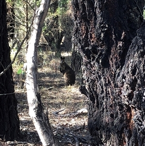 Wallabia bicolor at Crowther, NSW - 14 Mar 2025 09:59 AM