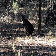 Wallabia bicolor at Crowther, NSW - 14 Mar 2025 09:59 AM