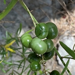 Asparagus aethiopicus (Ground Asparagus) at Mollymook, NSW - 14 Mar 2025 by Jennybach