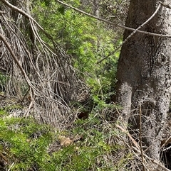 Asparagus aethiopicus at Mollymook, NSW - 14 Mar 2025 12:11 PM