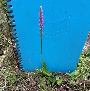 Spiranthes australis at Blaxlands Creek, NSW - suppressed