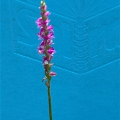 Spiranthes australis at Blaxlands Creek, NSW - suppressed