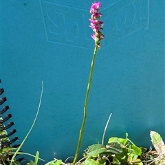 Spiranthes australis at Blaxlands Creek, NSW - suppressed
