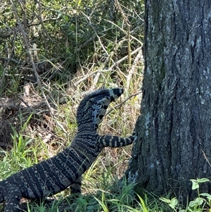 Varanus varius at Orangeville, NSW - suppressed