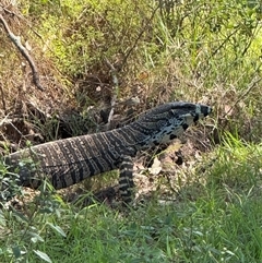 Varanus varius at Orangeville, NSW - suppressed