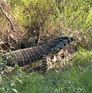 Varanus varius at Orangeville, NSW - suppressed