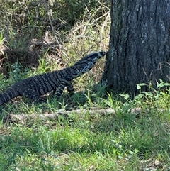 Varanus varius at Orangeville, NSW - suppressed