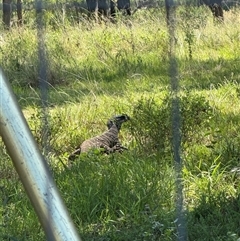 Varanus varius at Orangeville, NSW - suppressed