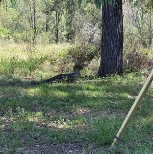 Varanus varius at Orangeville, NSW - suppressed