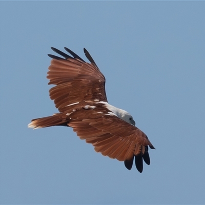 Haliastur indus (Brahminy Kite) at Port Macquarie, NSW - 13 Mar 2025 by rawshorty