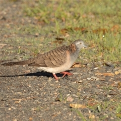 Geopelia humeralis (Bar-shouldered Dove) at Lake Innes, NSW - 13 Mar 2025 by rawshorty