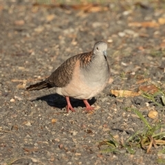 Geopelia humeralis at Lake Innes, NSW - 13 Mar 2025 07:31 AM