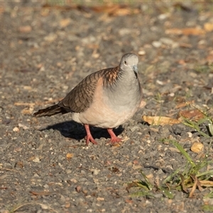 Geopelia humeralis at Lake Innes, NSW - 13 Mar 2025 07:31 AM
