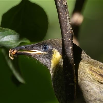 Meliphaga lewinii (Lewin's Honeyeater) at Port Macquarie, NSW - 13 Mar 2025 by rawshorty