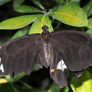 Papilio aegeus at Canberra, ACT - 13 Mar 2025 12:58 PM