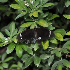 Papilio aegeus at Canberra, ACT - 13 Mar 2025 12:58 PM