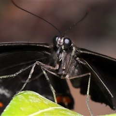 Papilio aegeus at Canberra, ACT - 13 Mar 2025 12:58 PM