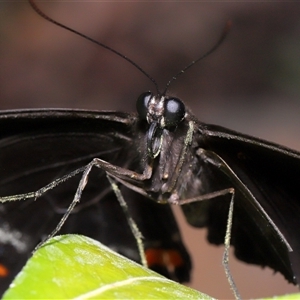 Papilio aegeus at Canberra, ACT - 13 Mar 2025 12:58 PM