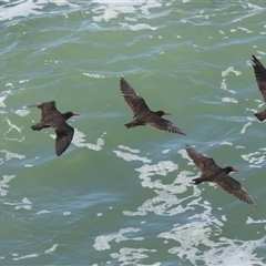 Haematopus fuliginosus (Sooty Oystercatcher) at Port Macquarie, NSW - 13 Mar 2025 by rawshorty