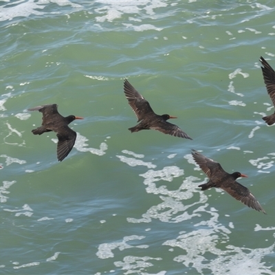 Haematopus fuliginosus (Sooty Oystercatcher) at Port Macquarie, NSW - 13 Mar 2025 by rawshorty