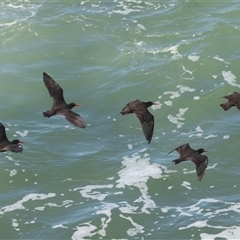 Haematopus fuliginosus at Port Macquarie, NSW - suppressed