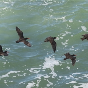 Haematopus fuliginosus at Port Macquarie, NSW - suppressed