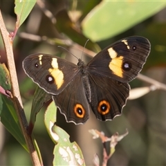 Tisiphone abeona at Lake Innes, NSW - 13 Mar 2025 08:57 AM