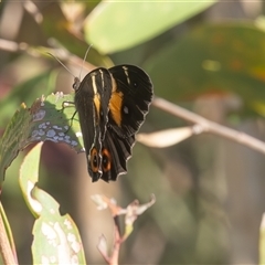 Tisiphone abeona at Lake Innes, NSW - 13 Mar 2025 08:57 AM