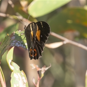 Tisiphone abeona at Lake Innes, NSW - 13 Mar 2025 08:57 AM