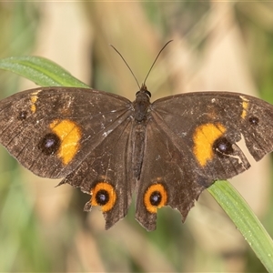 Tisiphone abeona at Lake Innes, NSW - 13 Mar 2025 08:57 AM