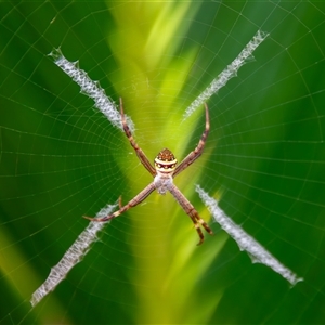 Argiope keyserlingi at Bargo, NSW - 13 Mar 2025 01:25 PM
