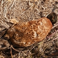 Anas castanea (Chestnut Teal) at Freshwater Creek, VIC - 7 Mar 2025 by WendyEM