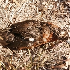 Anas castanea at Freshwater Creek, VIC - 7 Mar 2025 03:43 PM