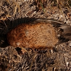 Anas castanea at Freshwater Creek, VIC - 7 Mar 2025 03:43 PM