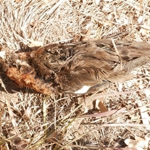 Anas castanea at Freshwater Creek, VIC - 7 Mar 2025 03:43 PM